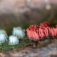 Attēlu rezultāti vaicājumam “Arcyria denudata spores”