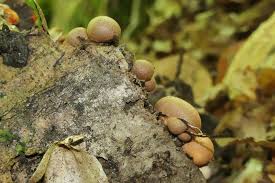 Attēlu rezultāti vaicājumam “Lycogala asperum young”