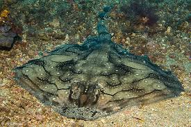 Image result for Raja undulata