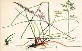 Attēlu rezultāti vaicājumam “Festuca rubra subsp. rubra fruit”