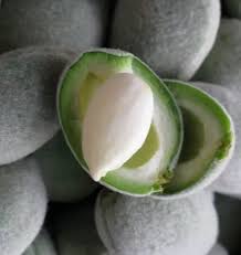 Image result for fresh green almonds