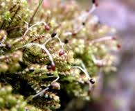 Attēlu rezultāti vaicājumam “Scapania irrigua”