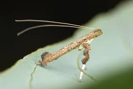 Attēlu rezultāti vaicājumam “Trichia longipalpis macro”