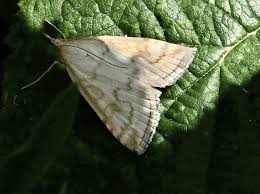 Attēlu rezultāti vaicājumam “Udea lutealis”