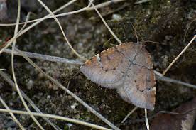Attēlu rezultāti vaicājumam “Epirranthis diversata”