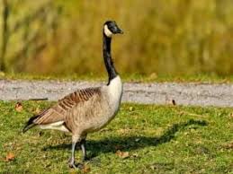 Attēlu rezultāti vaicājumam “Branta canadensis”