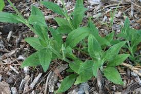 Attēlu rezultāti vaicājumam “Silene dioica leaf”