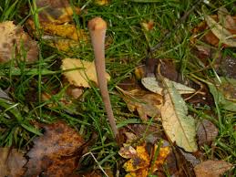 Attēlu rezultāti vaicājumam “Macrotyphula fistulosa”