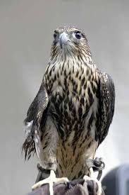 Image result for Falco columbarius