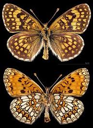 Attēlu rezultāti vaicājumam “Mellicta athalia larva”