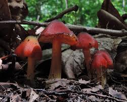 Attēlu rezultāti vaicājumam “Hygrocybe sp.”