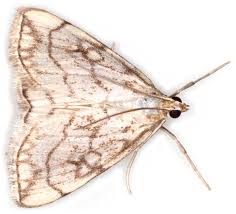 Attēlu rezultāti vaicājumam “Evergestis pallidata”