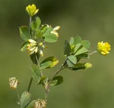 Attēlu rezultāti vaicājumam “Trifolium dubium fruit”