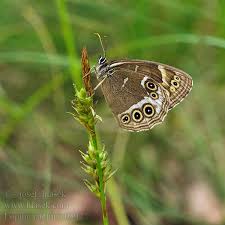 Attēlu rezultāti vaicājumam “Lopinga achine”
