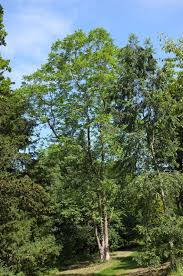 Attēlu rezultāti vaicājumam “Juglans x sinensis”