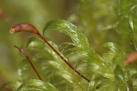 Attēlu rezultāti vaicājumam “Sanionia uncinata”