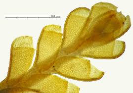 Attēlu rezultāti vaicājumam “Anastrophyllum minutum”