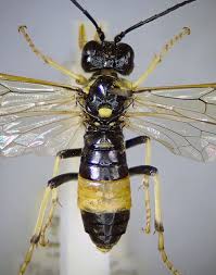 Attēlu rezultāti vaicājumam “Tenthredo campestris female”