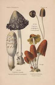 Attēlu rezultāti vaicājumam “Coprinus comatus”