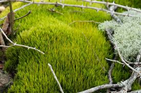 Attēlu rezultāti vaicājumam “Dicranum scoparium sporophyte”