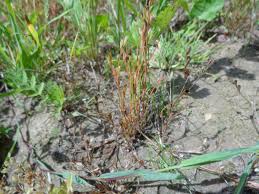 Attēlu rezultāti vaicājumam “Juncus nastanthus”