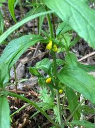 Attēlu rezultāti vaicājumam “Melampyrum sylvaticum”