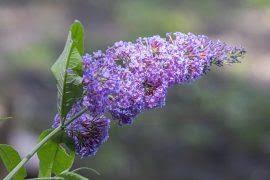 Attēlu rezultāti vaicājumam “Riccia cavernosa”