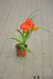Image result for Hemerocallis `Moses Fire`