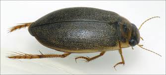 Attēlu rezultāti vaicājumam “Rhantus frontalis”