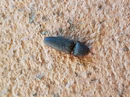 Attēlu rezultāti vaicājumam “Elateridae”