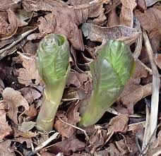 Attēlu rezultāti vaicājumam “Scopolia carniolica”