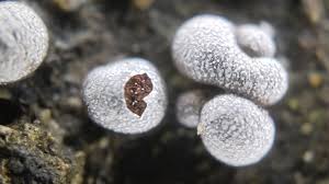 Attēlu rezultāti vaicājumam “Physarum penetrale macro”