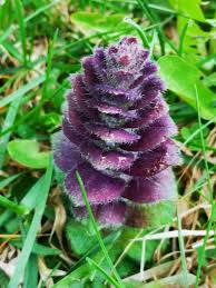 Attēlu rezultāti vaicājumam “Ajuga pyramidalis leaf”