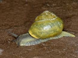 Attēlu rezultāti vaicājumam “Cepaea nemoralis”