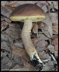 Attēlu rezultāti vaicājumam “Leccinum”