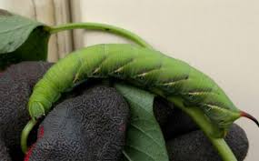 Attēlu rezultāti vaicājumam “Agrius convolvuli”