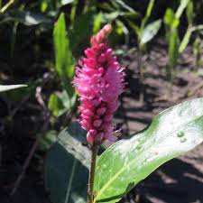Attēlu rezultāti vaicājumam “Polygonum amphibium flower”