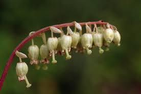 Attēlu rezultāti vaicājumam “Ericaceae”
