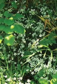 Attēlu rezultāti vaicājumam “Saxifraga granulata leaf”