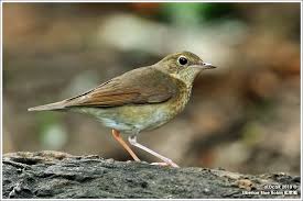 Image result for Luscinia cyane