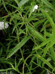 Image result for Achillea Ptarmica