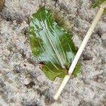 Attēlu rezultāti vaicājumam “Potamogeton perfoliatus fruit”