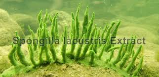 Attēlu rezultāti vaicājumam “Spongilla lacustris”