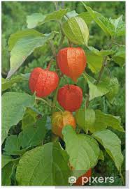 Image result for Lampionblume