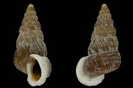 Attēlu rezultāti vaicājumam “Ena montana”