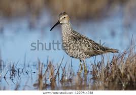 Image result for Calidris himantopus