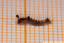 Attēlu rezultāti vaicājumam “Acronicta rumicis imago”