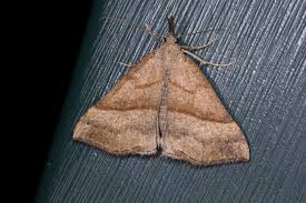 Attēlu rezultāti vaicājumam “Hypena proboscidalis”