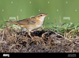 Image result for Locustella certhiola