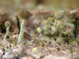 Attēlu rezultāti vaicājumam “Chaenotheca chlorella”